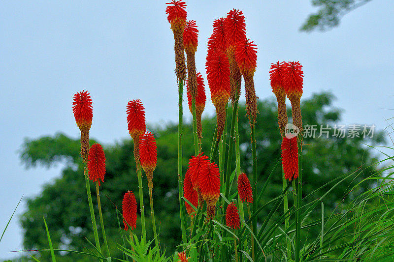 剑草/火炬百合/三角花:颜色鲜艳，密集，直立的穗状花序